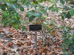 Sarcococca hookeriana digyna