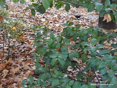 Sarcococca hookeriana digyna