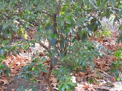 Sarcococca hookeriana digyna