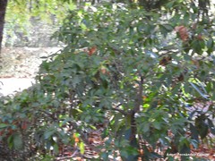 Sarcococca hookeriana digyna