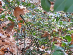 Sarcococca hookeriana digyna
