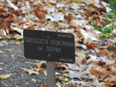 Sarcococca hookeriana digyna