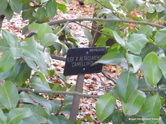 Ilex × altaclerensis