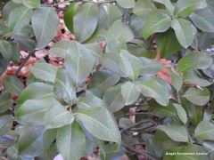 Ilex × altaclerensis