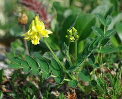 Astragalus umbellatus