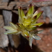 Ptilotus eremita - Photo (c) Tim Hammer, some rights reserved (CC BY), uploaded by Tim Hammer