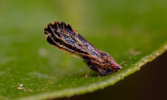 Diaphorina