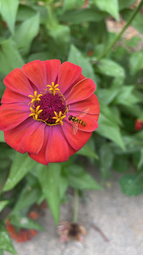 Unknown species found near S 136th St, Omaha, NE, US
