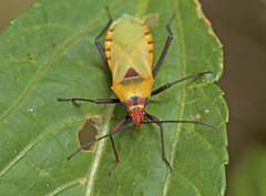 Aulacosternum nigrorubrum