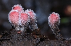 Microstoma floccosum