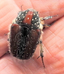 Trichostetha capensis hottentotta