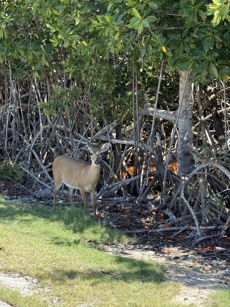 Key Deer from Big Pine Key, Big Pine Key, FL, US on September 30, 2025 ...