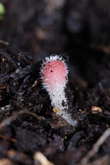 Microstoma floccosum