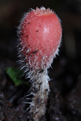 Microstoma floccosum