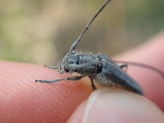 Phytoecia caerulescens