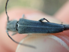 Phytoecia caerulescens