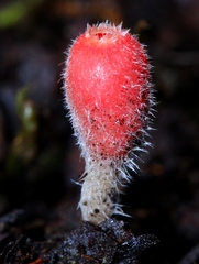 Microstoma floccosum