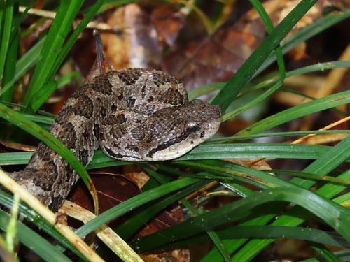 Honduras Jumping Pit Viper
