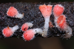 Microstoma floccosum