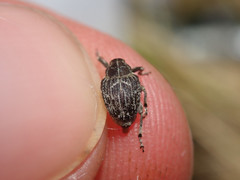 Mogulones geographicus