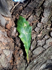 Quercus