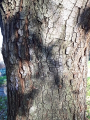 Quercus