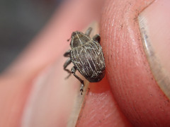 Mogulones geographicus