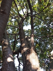 Quercus