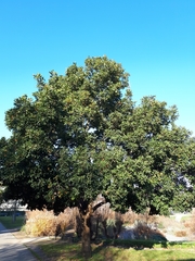 Quercus