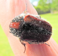 Trichostetha capensis hottentotta