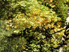 Ilex pernyi