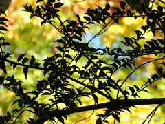 Ilex pernyi