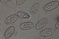 Microstoma floccosum