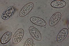 Microstoma floccosum