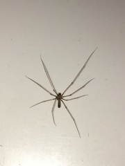 Pholcus phalangioides