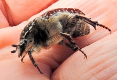 Trichostetha capensis hottentotta