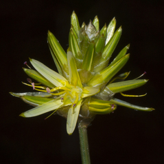 Ptilotus gaudichaudii
