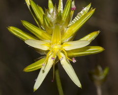 Ptilotus gaudichaudii