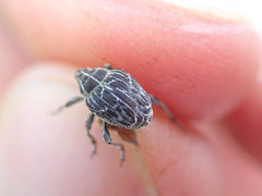 Mogulones geographicus