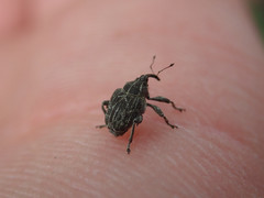 Mogulones geographicus