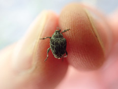 Mogulones geographicus