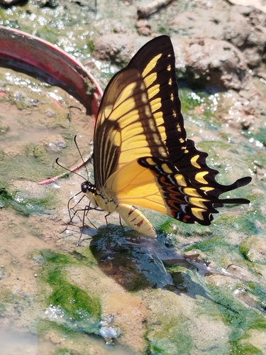Astyalus Swallowtail