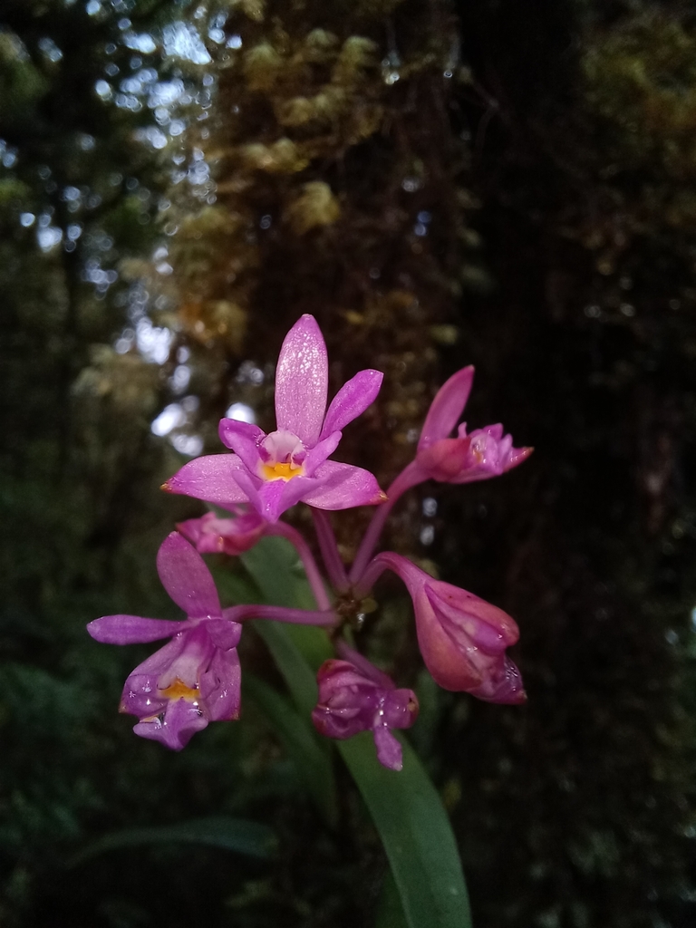 Epidendrum