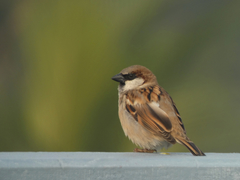 Passer domesticus