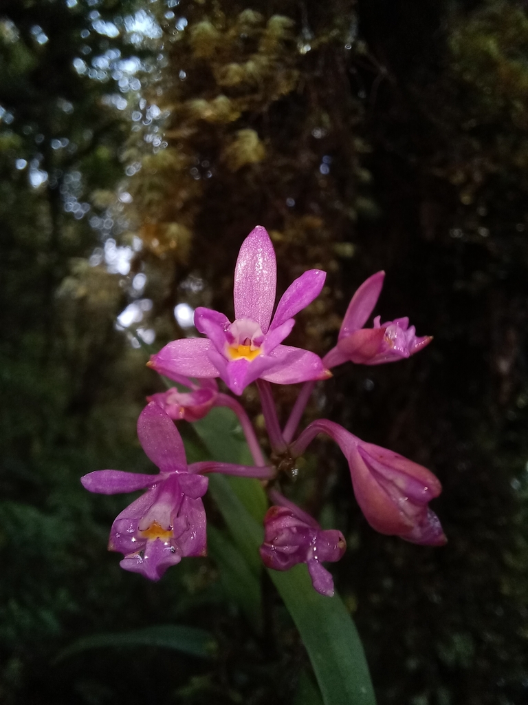 Epidendrum aberrans Schltr. 2