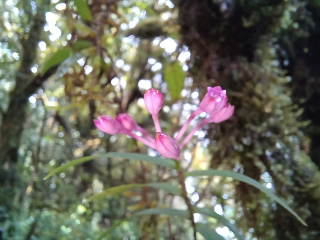 Epidendrum aberrans Schltr. 3