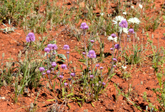 Ptilotus helipteroides
