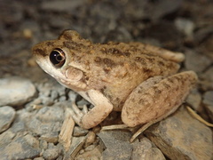 Litoria inermis