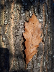 Quercus