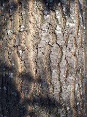 Quercus